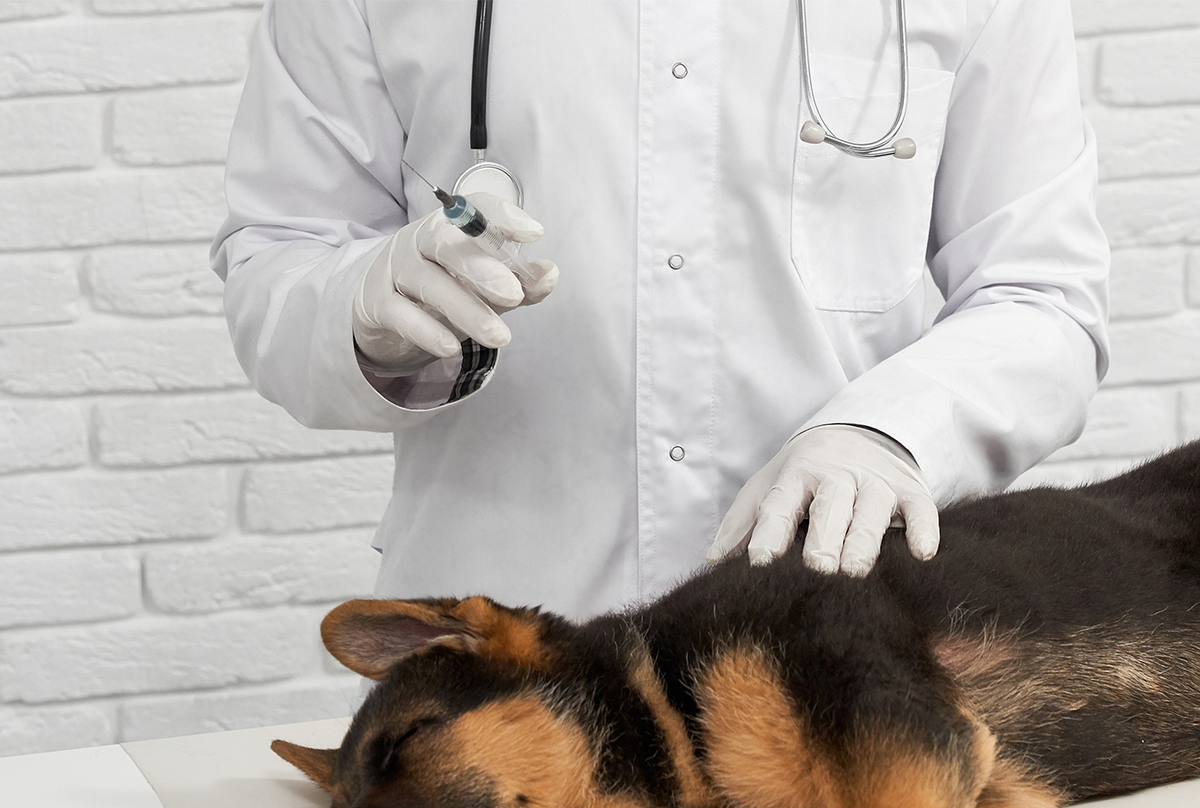 how-often-should-my-dog-get-vaccinated-pets-station