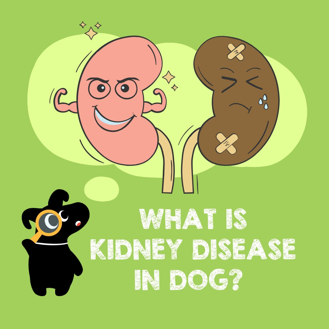 understanding-kidney-problems-in-dogs-symptoms-prevention-and-treat