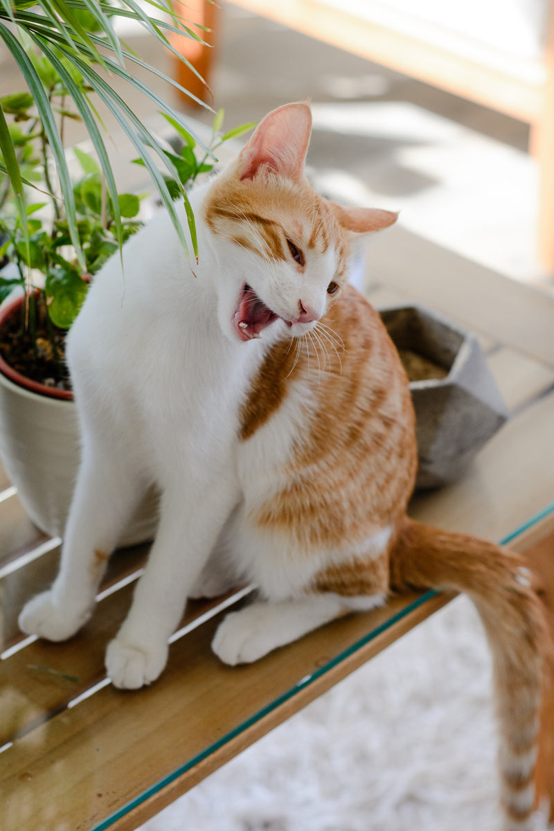 Here's where to buy the best kitty litter online in Singapore Pets