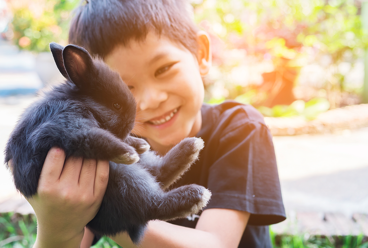 My First Rabbit: What do I prepare? – Pets' Station