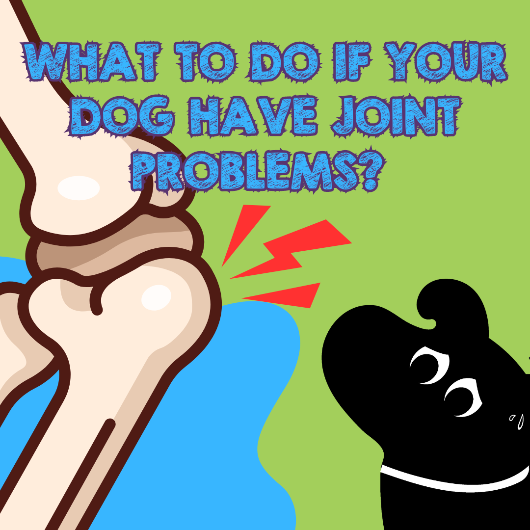 Photo inspiration: Foods To Avoid For Canine Joint Pain Reference: Joint Health In Dogs How To Reduce And Prevent Inflammation