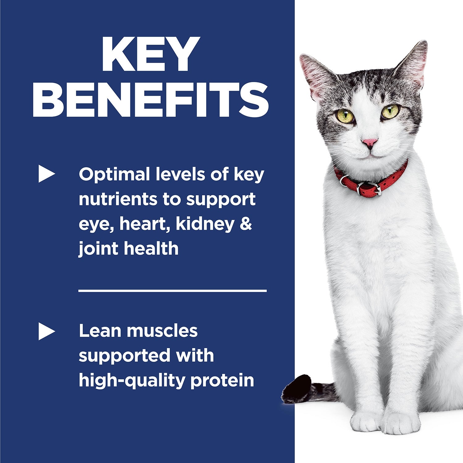 Science Diet Adult 11+ Chicken Recipe Dry Cat Food