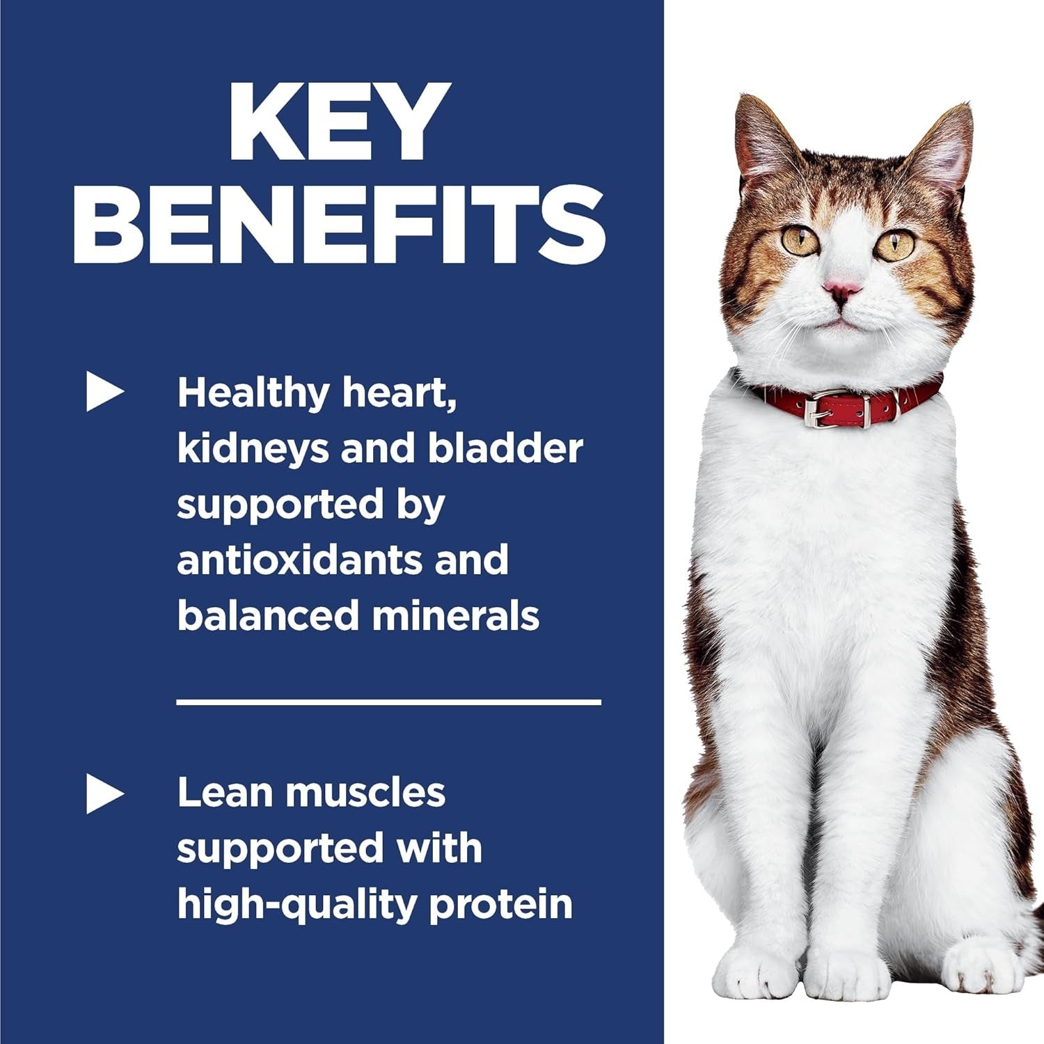 Science Diet Adult Mature Chicken Recipe Dry Cat Food