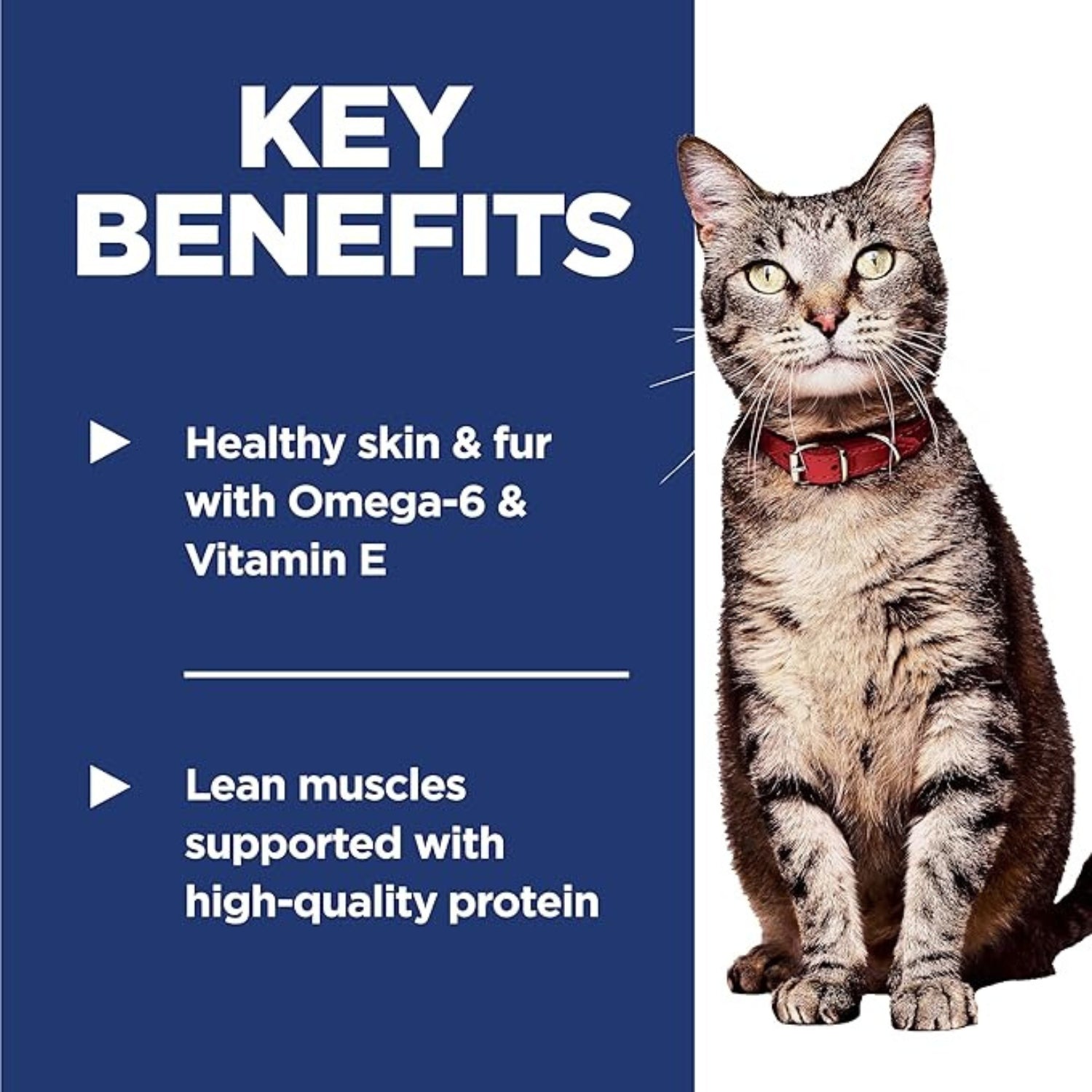 Science Diet Adult Chicken Recipe Dry Cat Food
