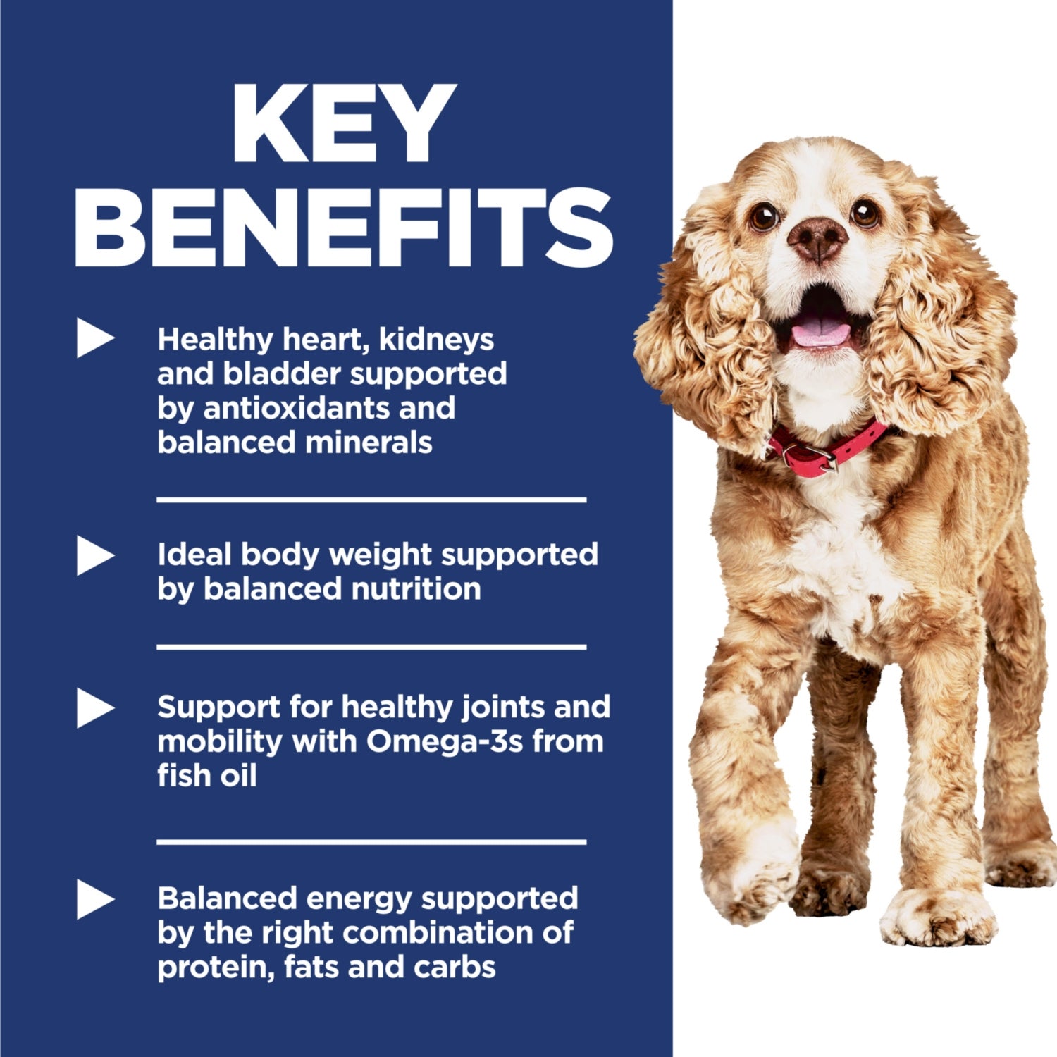 Science Diet Adult 11+ Small & Mini Chicken Brown Rice & Barley Recipe Dry Dog Food