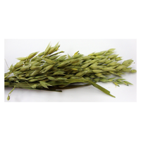 Tropical Carnival® Natural Oat Spray For Pet Birds