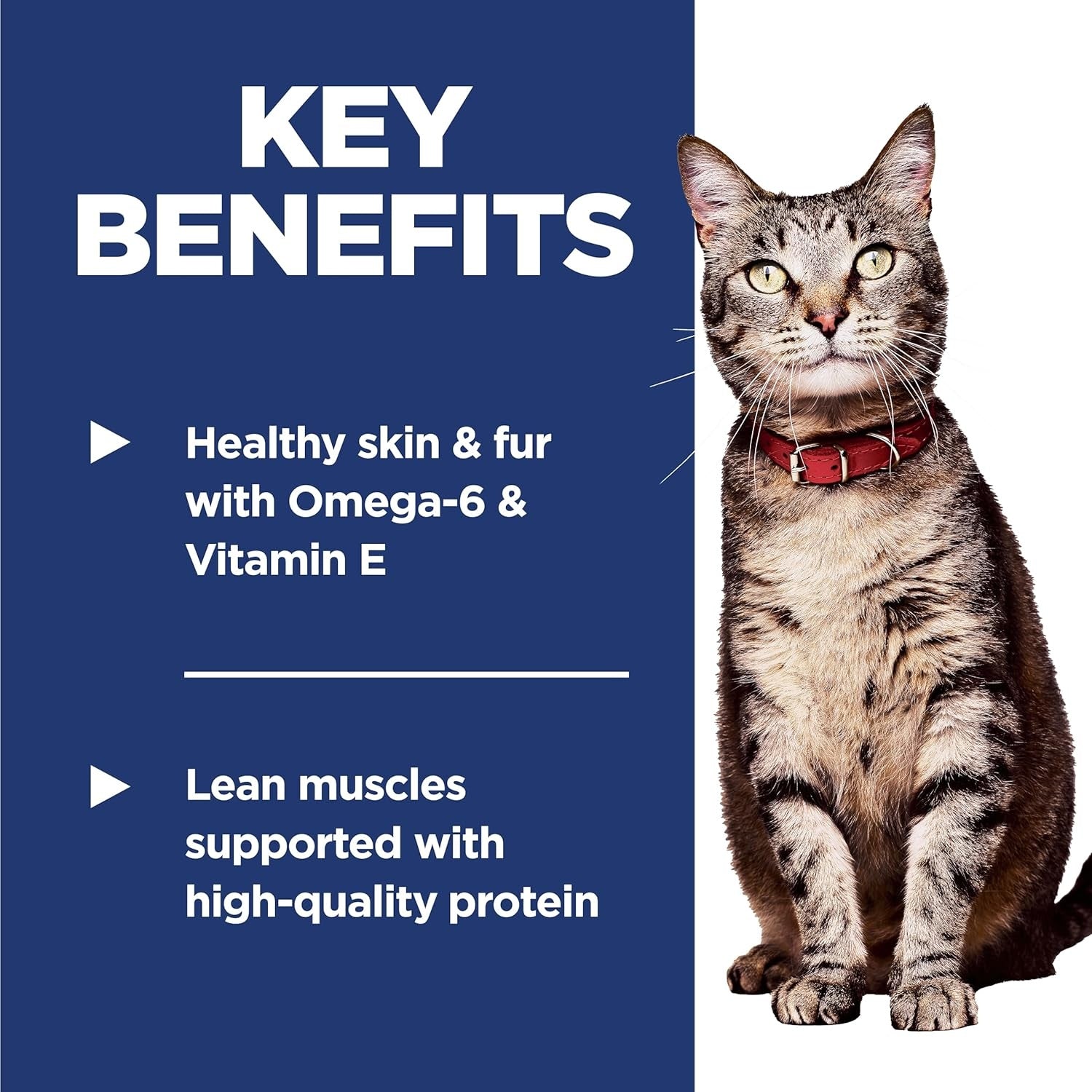 Science Diet Adult Salmon & Brown Rice Recipe Dry Cat Food