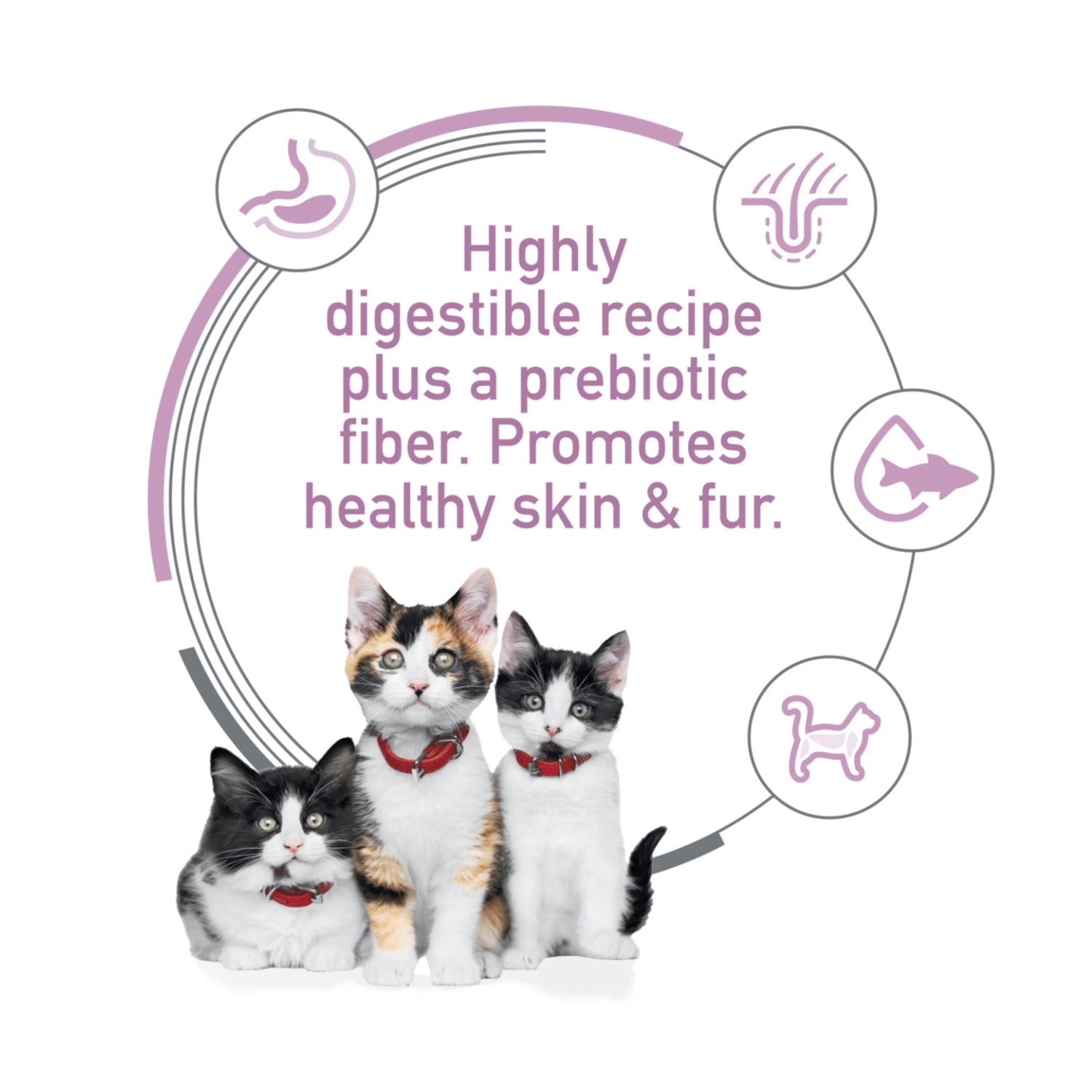 Science Diet Kitten Sensitive Stomach & Skin Salmon & Brown Rice Recipe Dry Cat Food