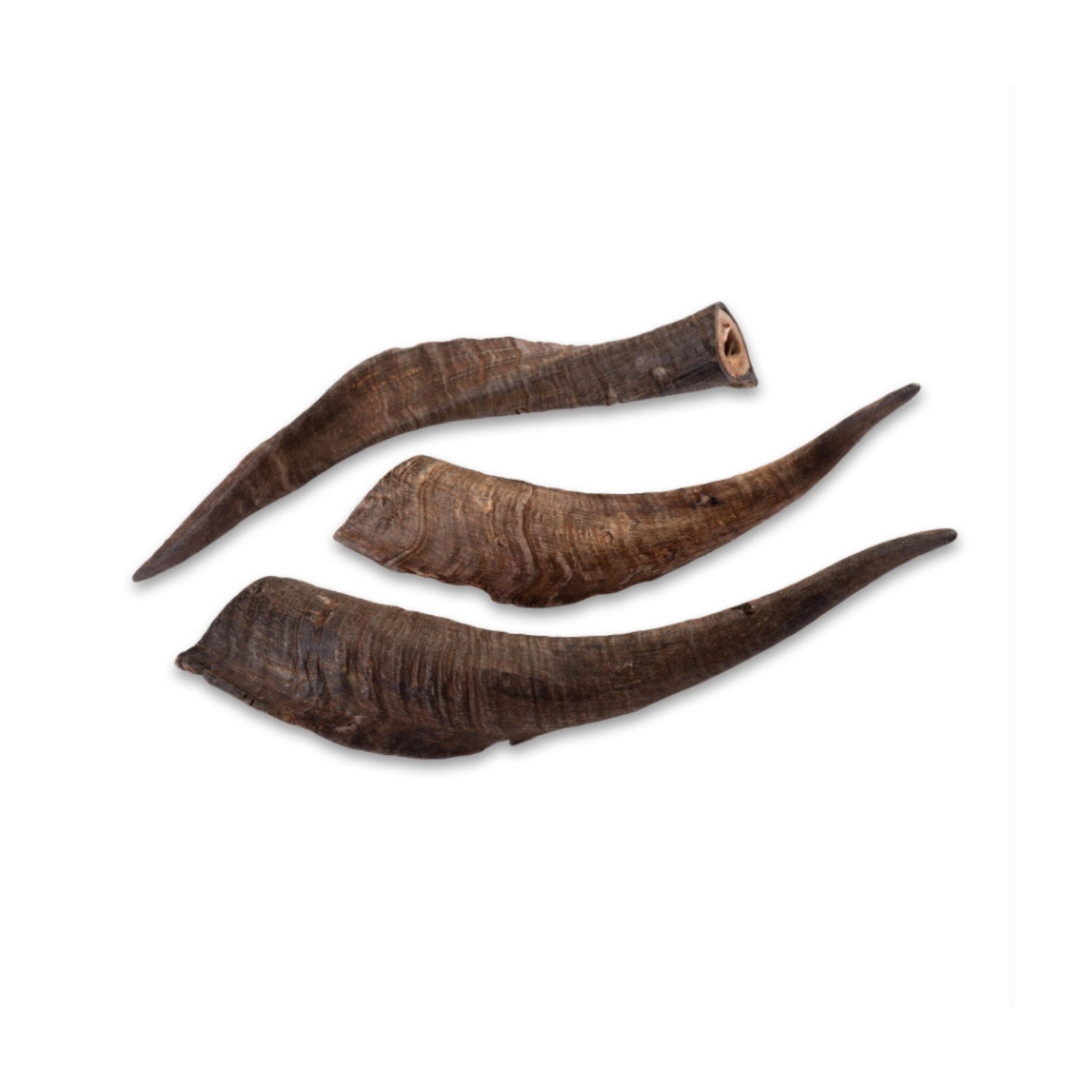 Scott & Dan's Goat Horn with Marrow Dog Treats