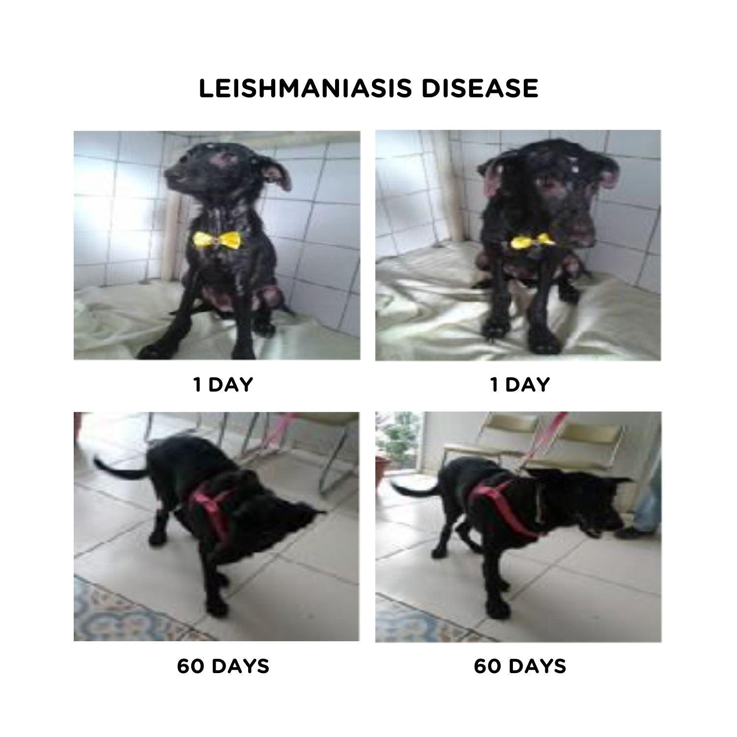 Hydra Soft Care Skin Balance Shampoo