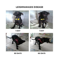 Hydra Soft Care Skin Balance Shampoo