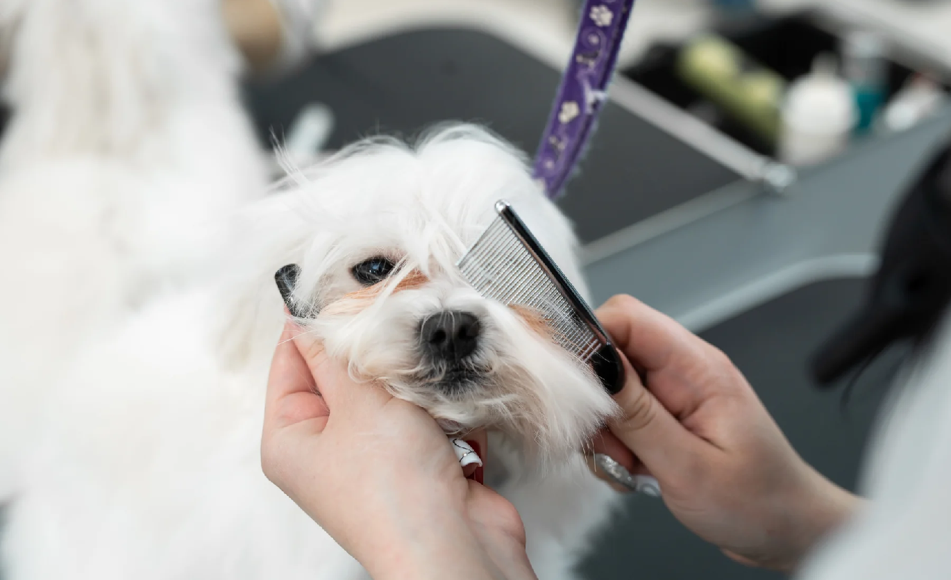 Pets Grooming Services in Singapore Pets' Station