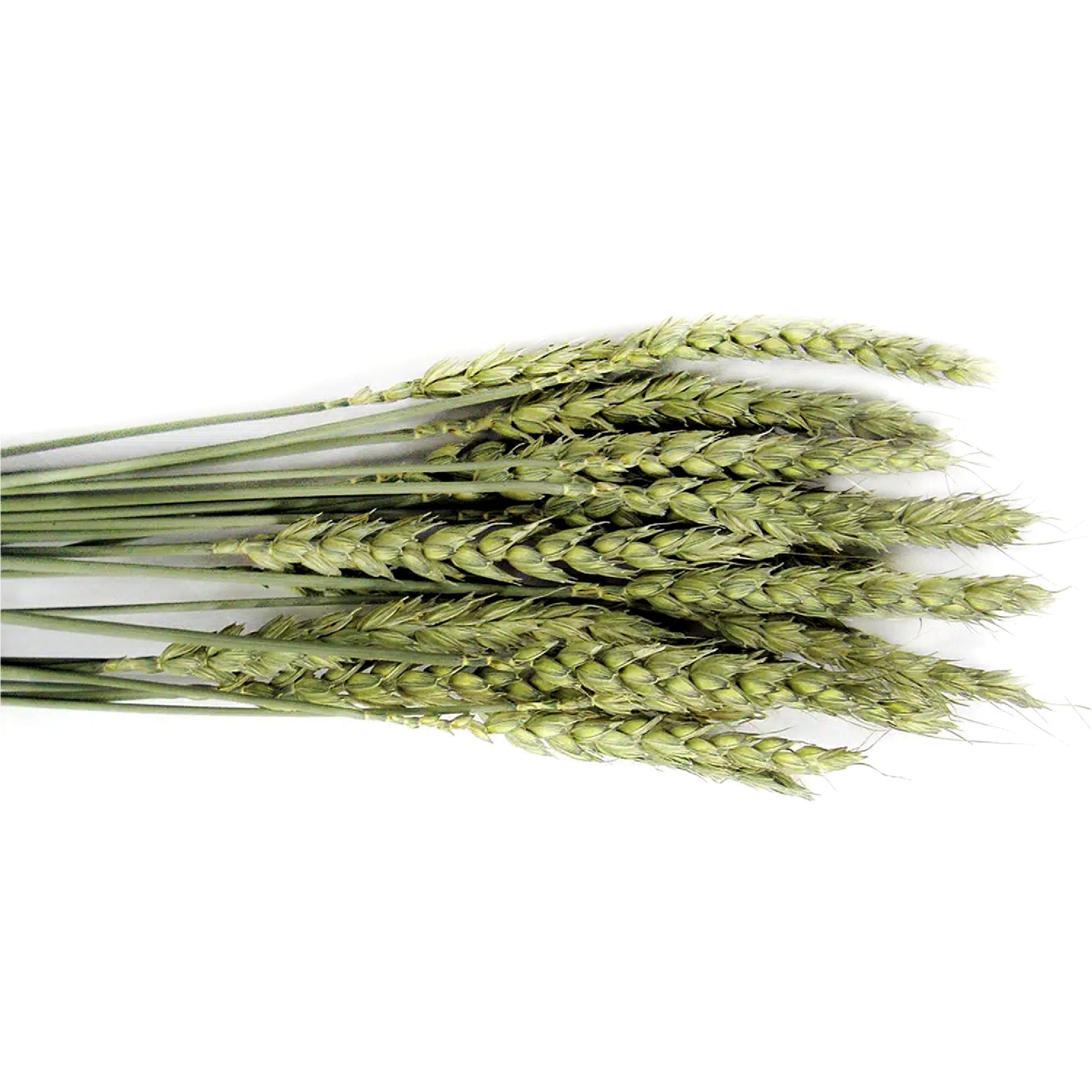 Tropical Carnival® Natural Wheat Sprays