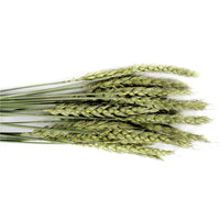 Tropical Carnival® Natural Wheat Sprays