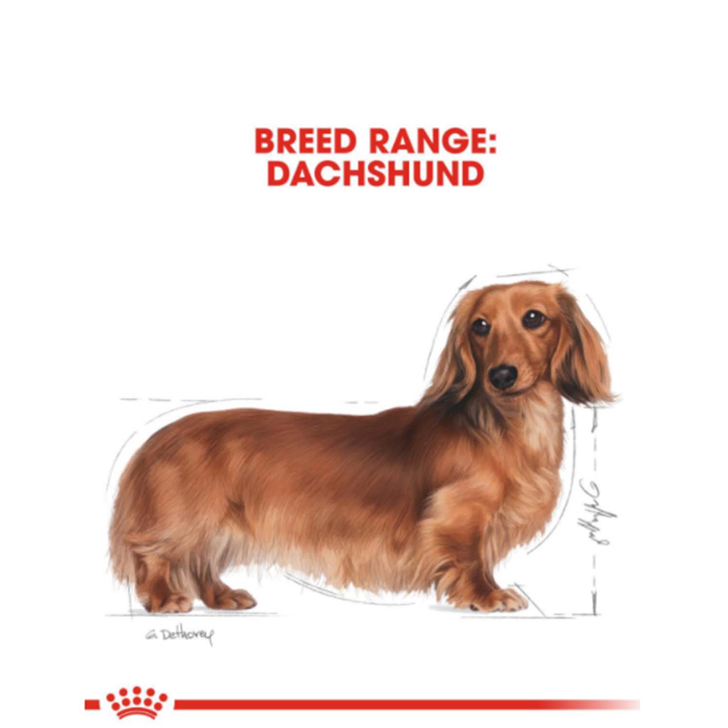 Royal Canin Breed Health Nutrtion Adult Dachshund Dry Dog Food