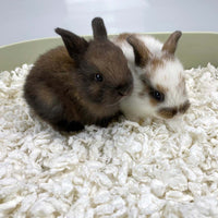 Chipsi Carefresh Bedding Pure White