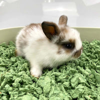 Chipsi Carefresh Bedding Forest Green