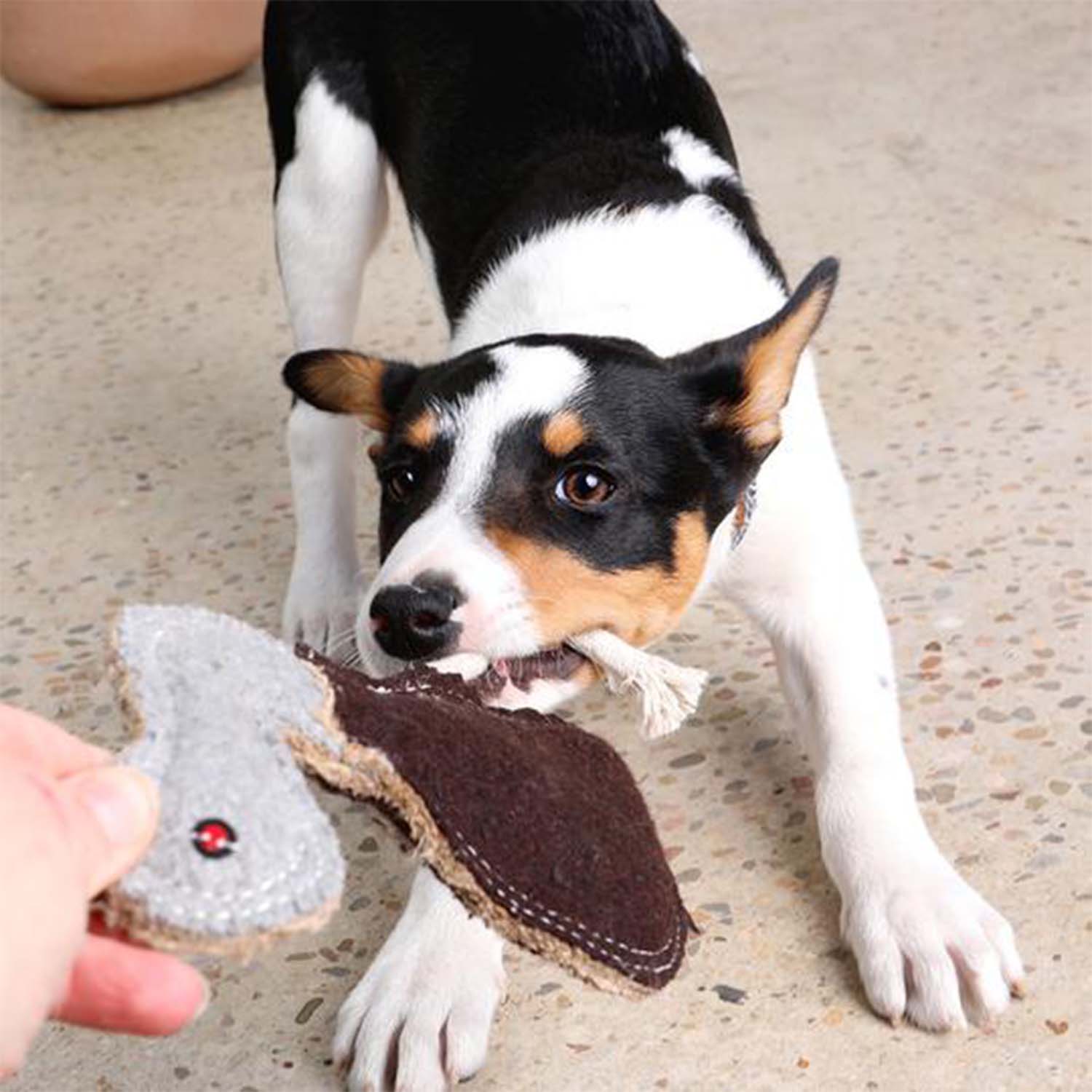Outback Tails Ernie the Emu Dog Toy