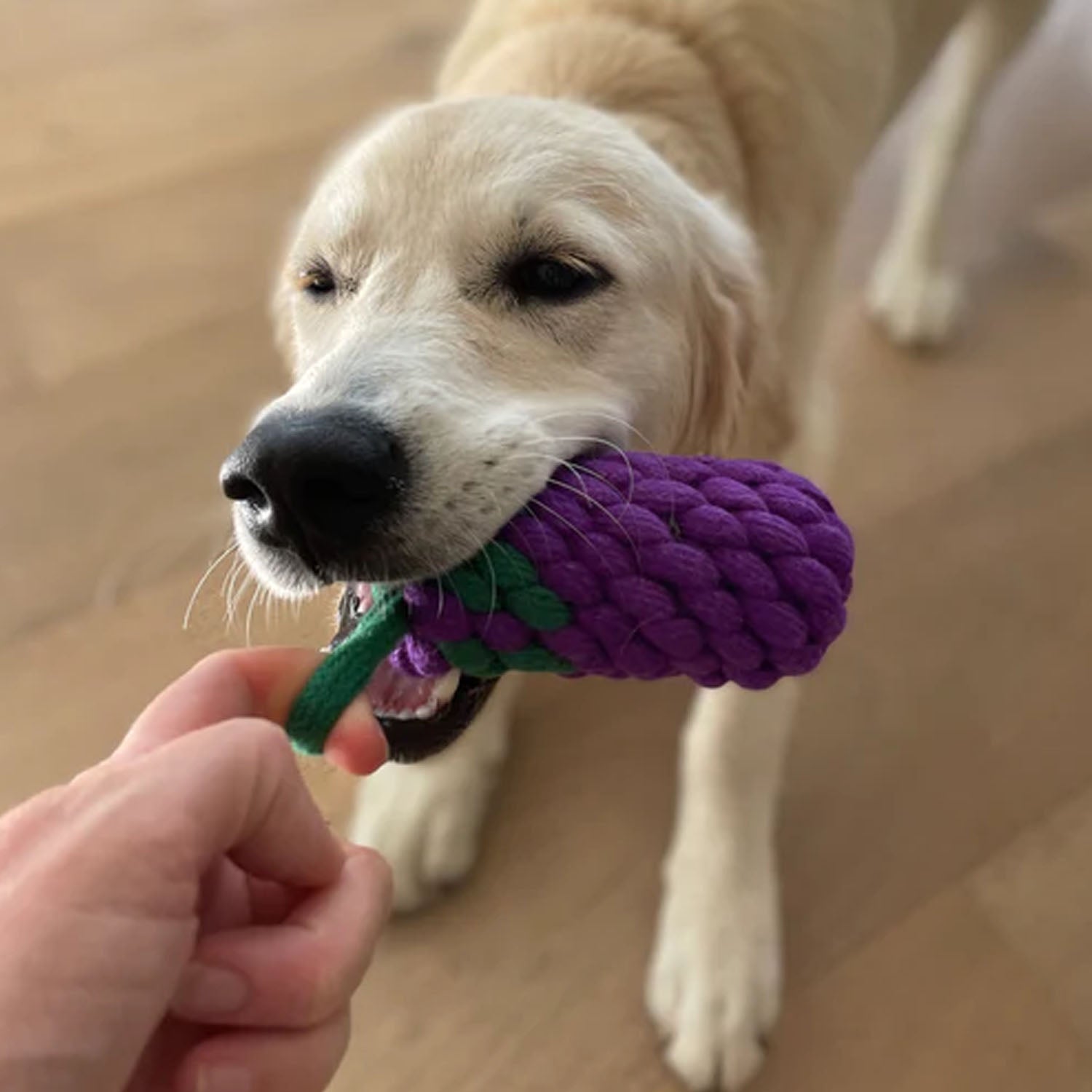 Country Tails Eggplant Rope Dog Toy