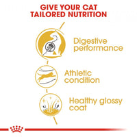 Royal Canin Feline Breed Nutrition Adult Bengal Dry Cat Food