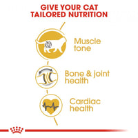 Royal Canin Feline Breed Nutrition Adult British Shorthair Dry Cat Food