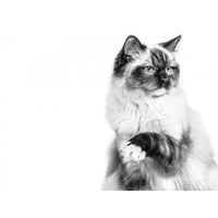 Royal Canin Feline Breed Nutrition Ragdoll Adult Dry Cat Food