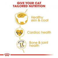 Royal Canin Feline Breed Nutrition Ragdoll Adult Dry Cat Food