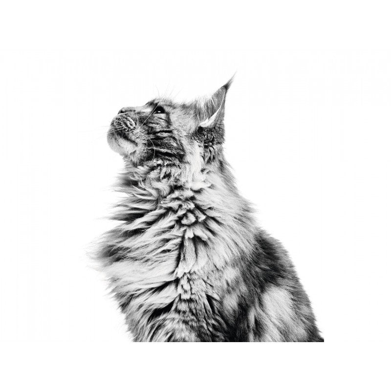 Royal Canin Feline Breed Nutrition Maine Coon Adult Dry Cat Food