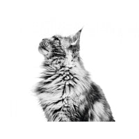 Royal Canin Feline Breed Nutrition Maine Coon Adult Dry Cat Food